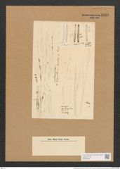 Berkeleya interrupta (Kuetz.) Grun. (de-Toni-Nr.: Genus 21, Species 1216) Zeichnungen Sammlung Grunow Nr. 2339 (NHMW-BOT-W0369468)